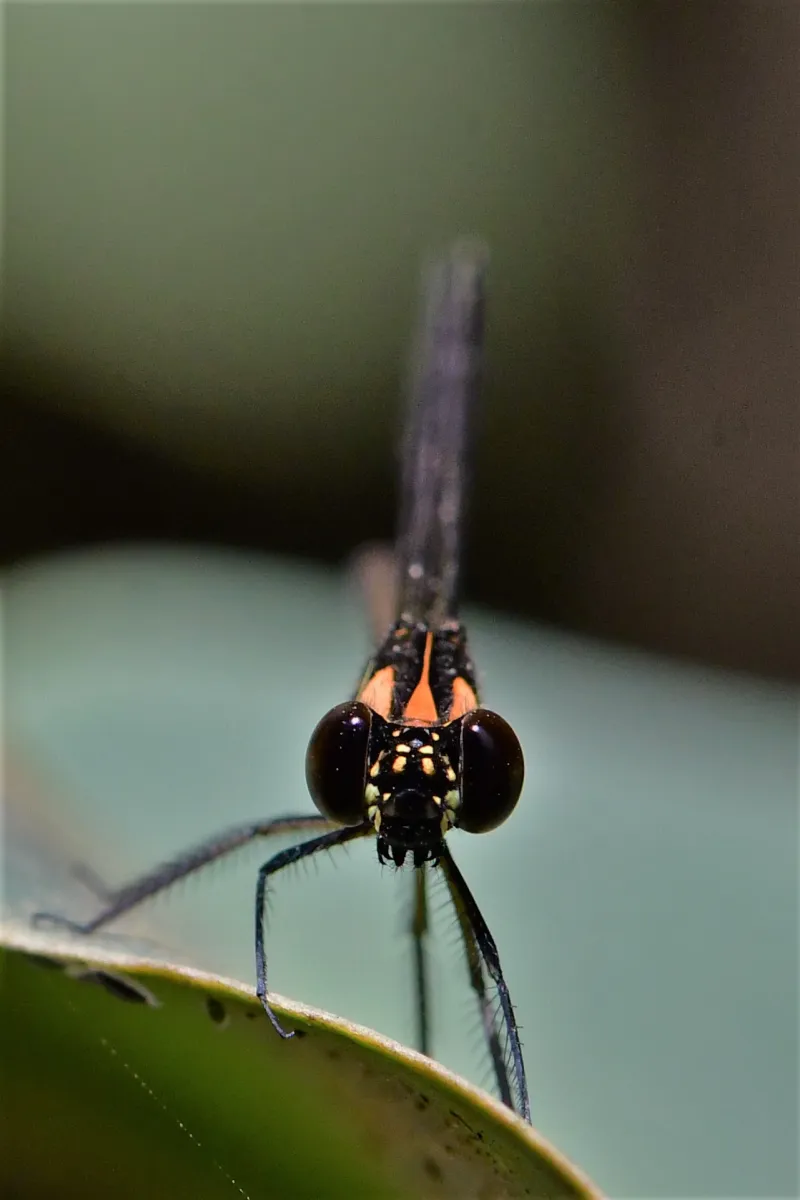 Libellule du Vietnam dans un milieu tropical — photographie d’Yvon JACQUES