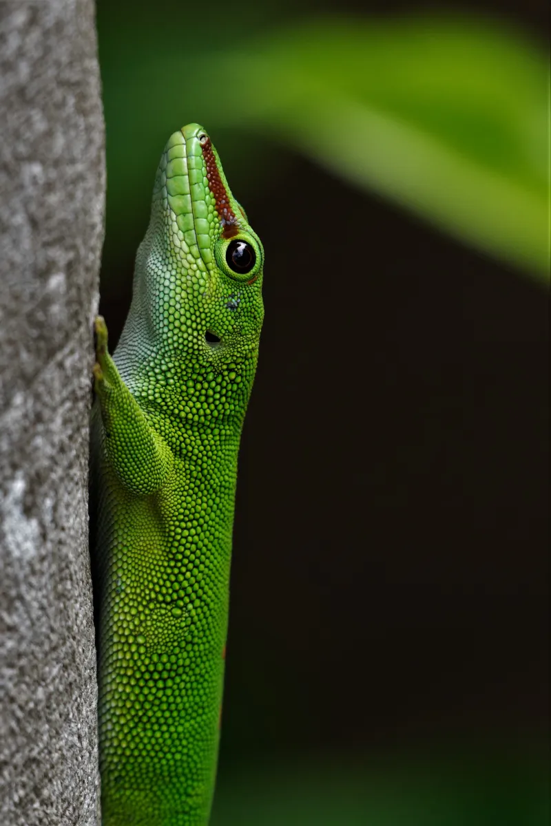 Lézard sauvage dans son habitat — photographie d’Yvon JACQUES