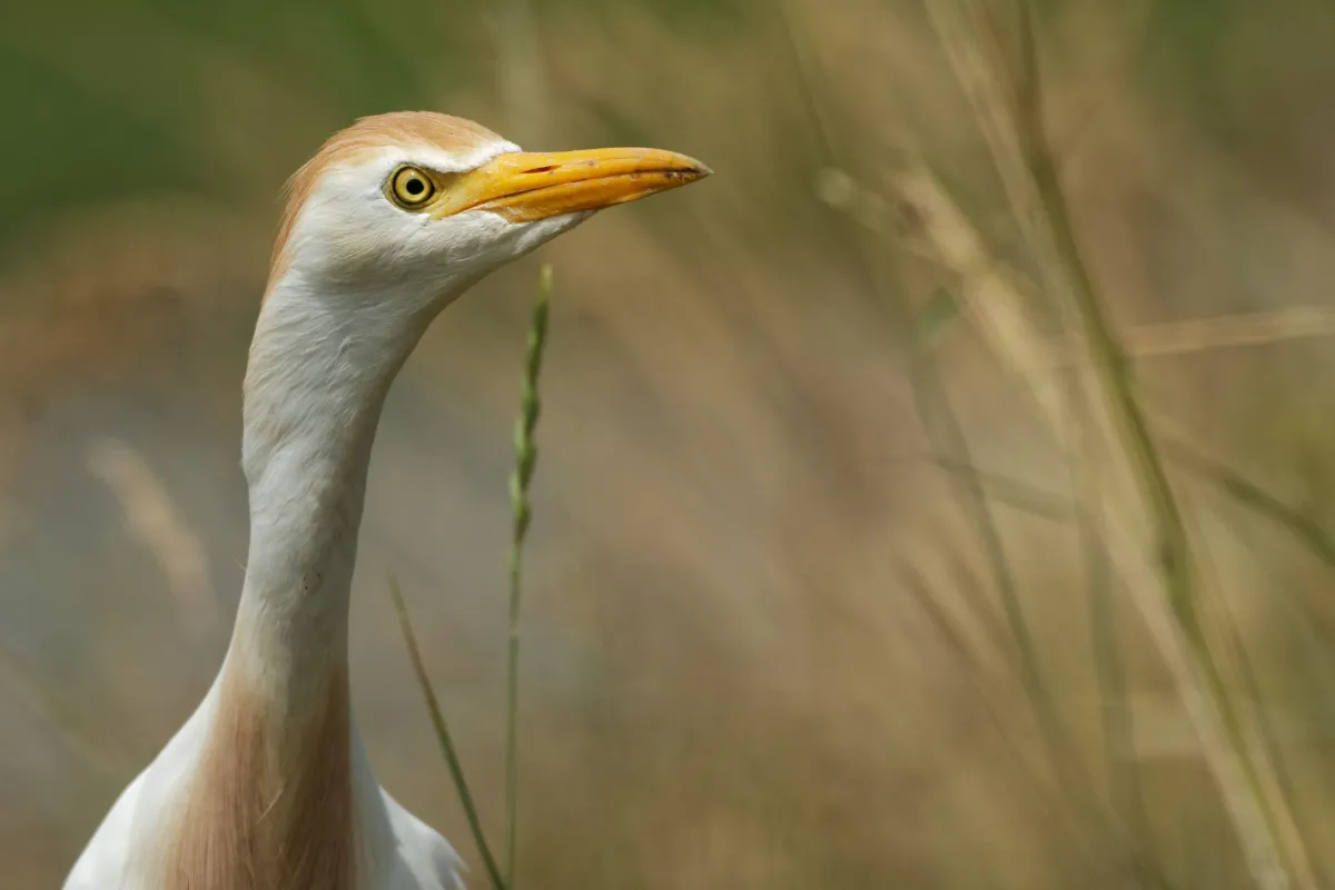 Oiseau sauvage au bec remarquable — photographie d’Yvon JACQUES