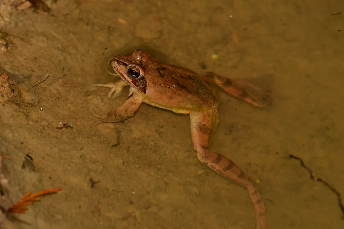 Grenouille, crapaud ou batracien à fleur d’eau — photographie d’Yvon JACQUES