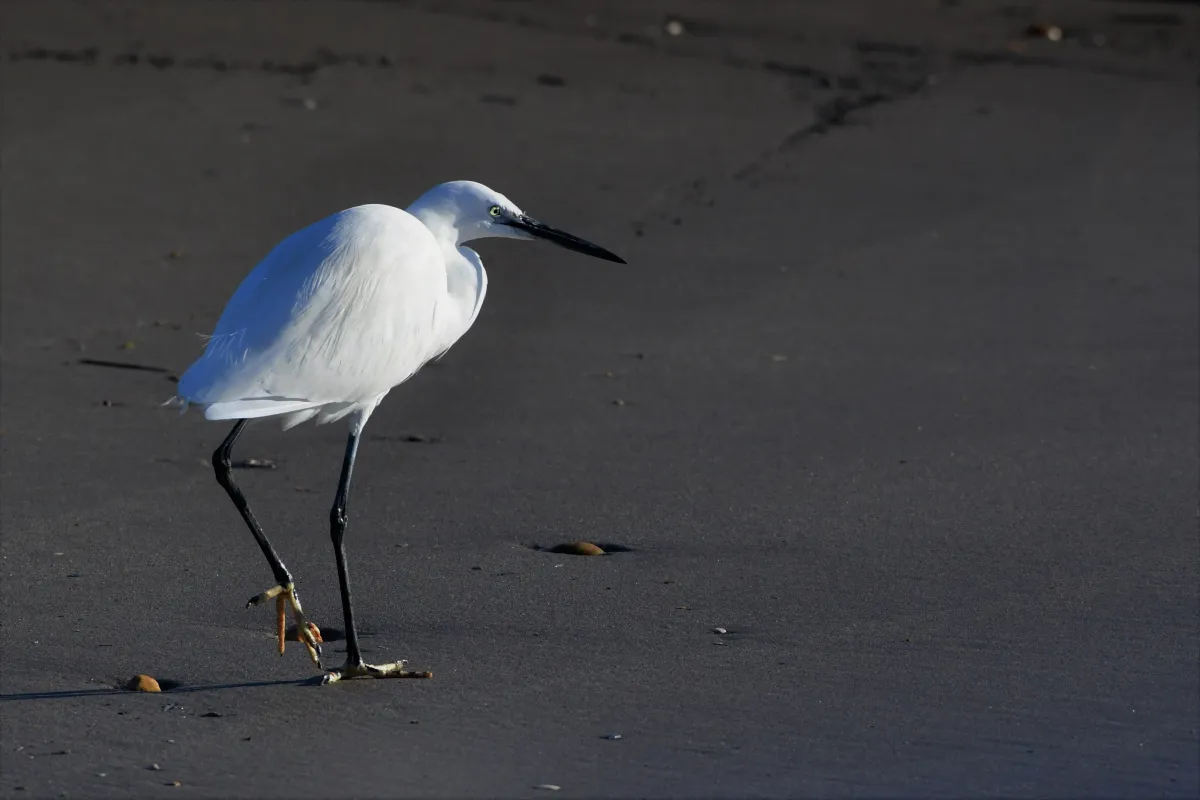 Oiseau sauvage au bec remarquable — photographie d’Yvon JACQUES