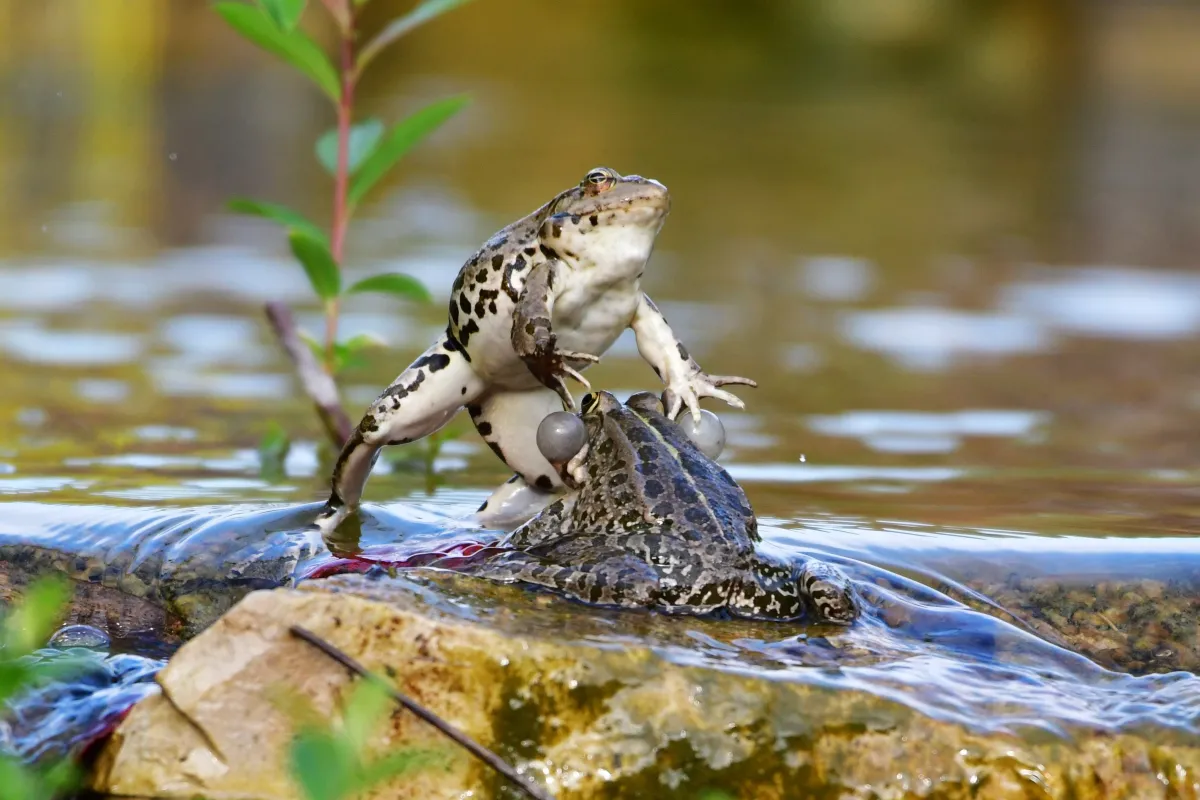 Grenouille, crapaud ou batracien à fleur d’eau — photographie d’Yvon JACQUES