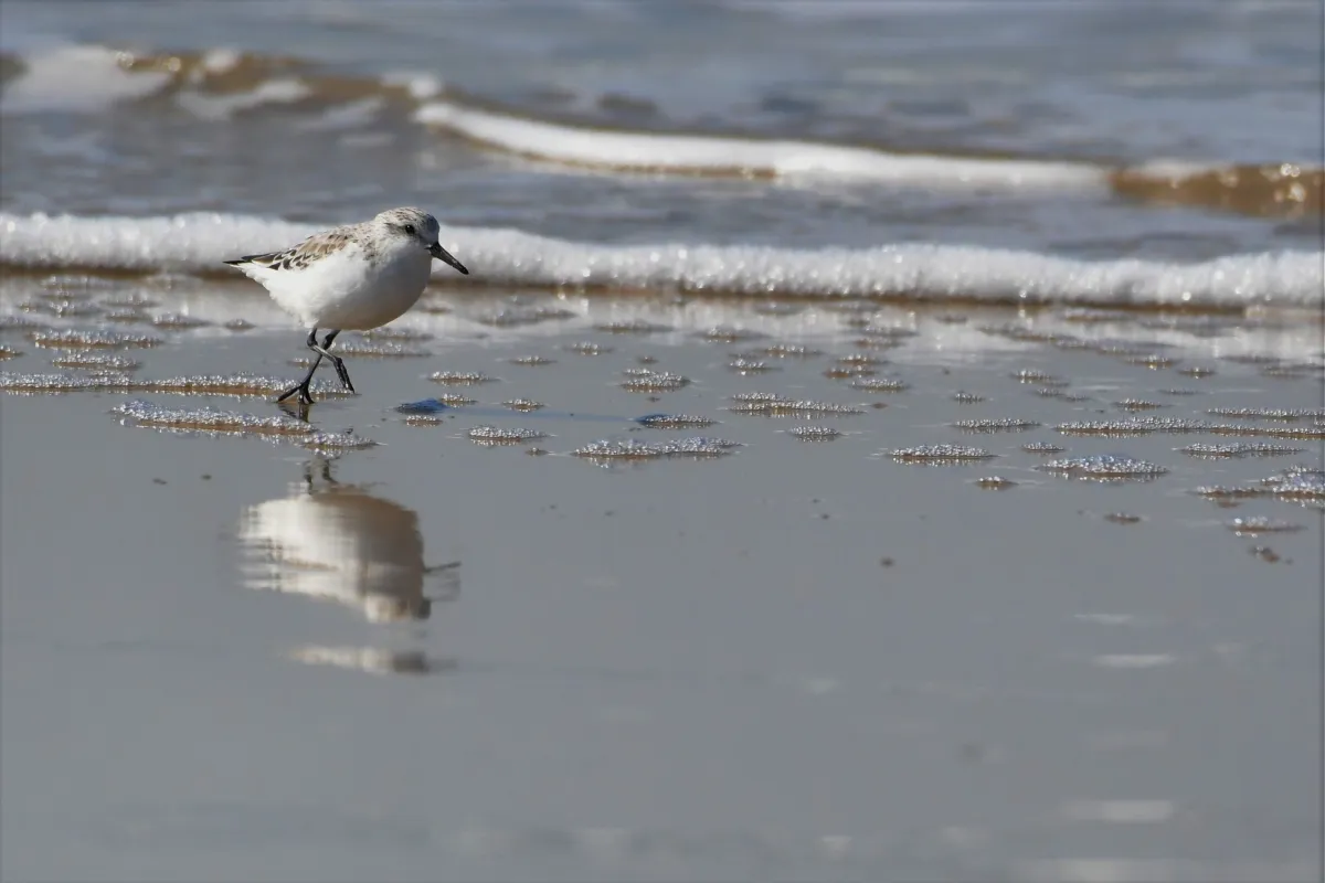 Oiseau sauvage dans son milieu naturel — photographie d’Yvon JACQUES