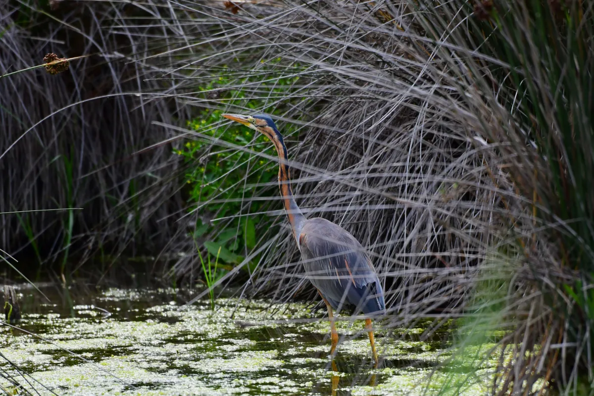 Oiseau sauvage au bec remarquable — photographie d’Yvon JACQUES