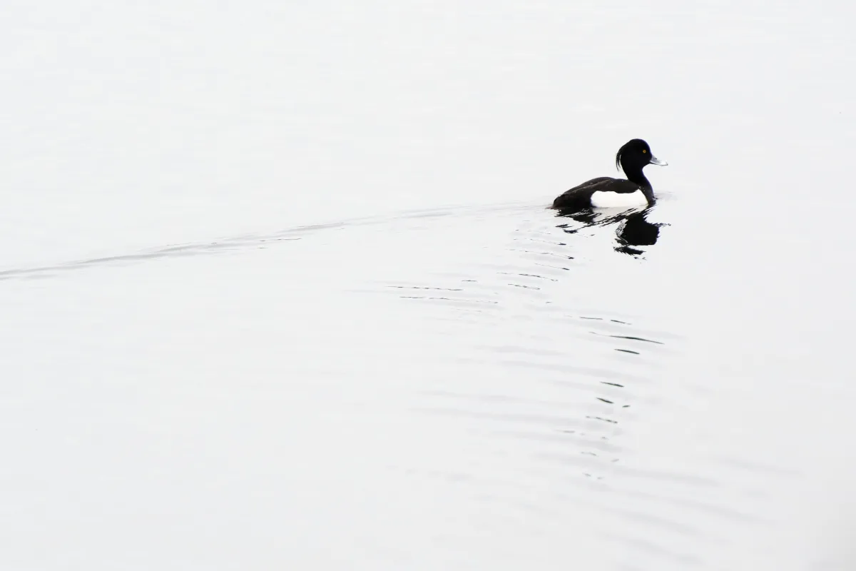 Photographie animalière artistique en high-key — photographie d’Yvon JACQUES
