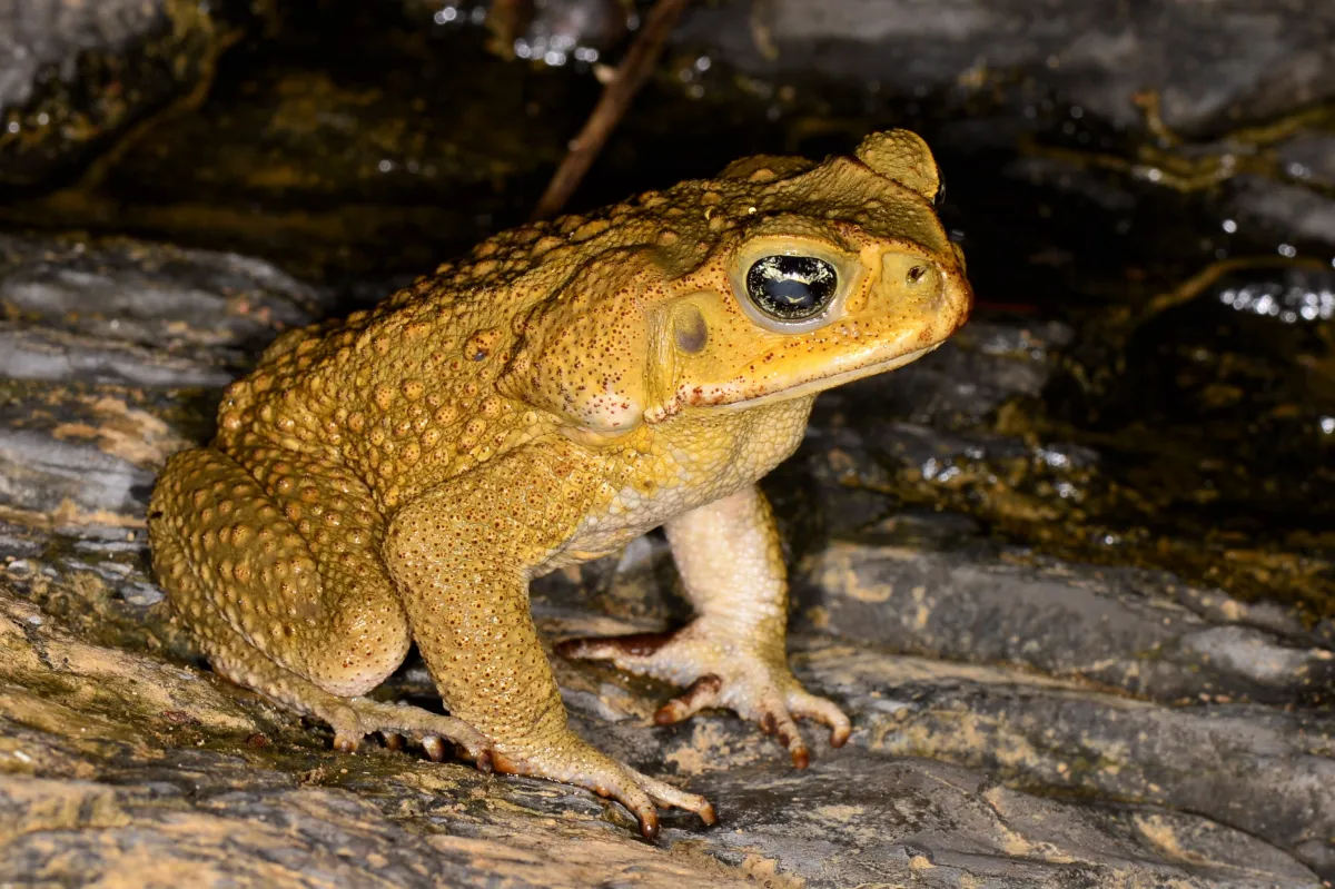 Grenouille, crapaud ou batracien à fleur d’eau — photographie d’Yvon JACQUES