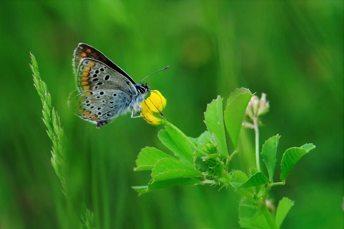 Papillon sauvage posé sur la végétation — photographie d’Yvon JACQUES