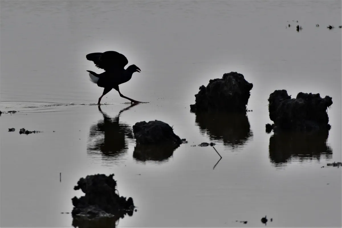 Photographie animalière artistique en high-key — photographie d’Yvon JACQUES