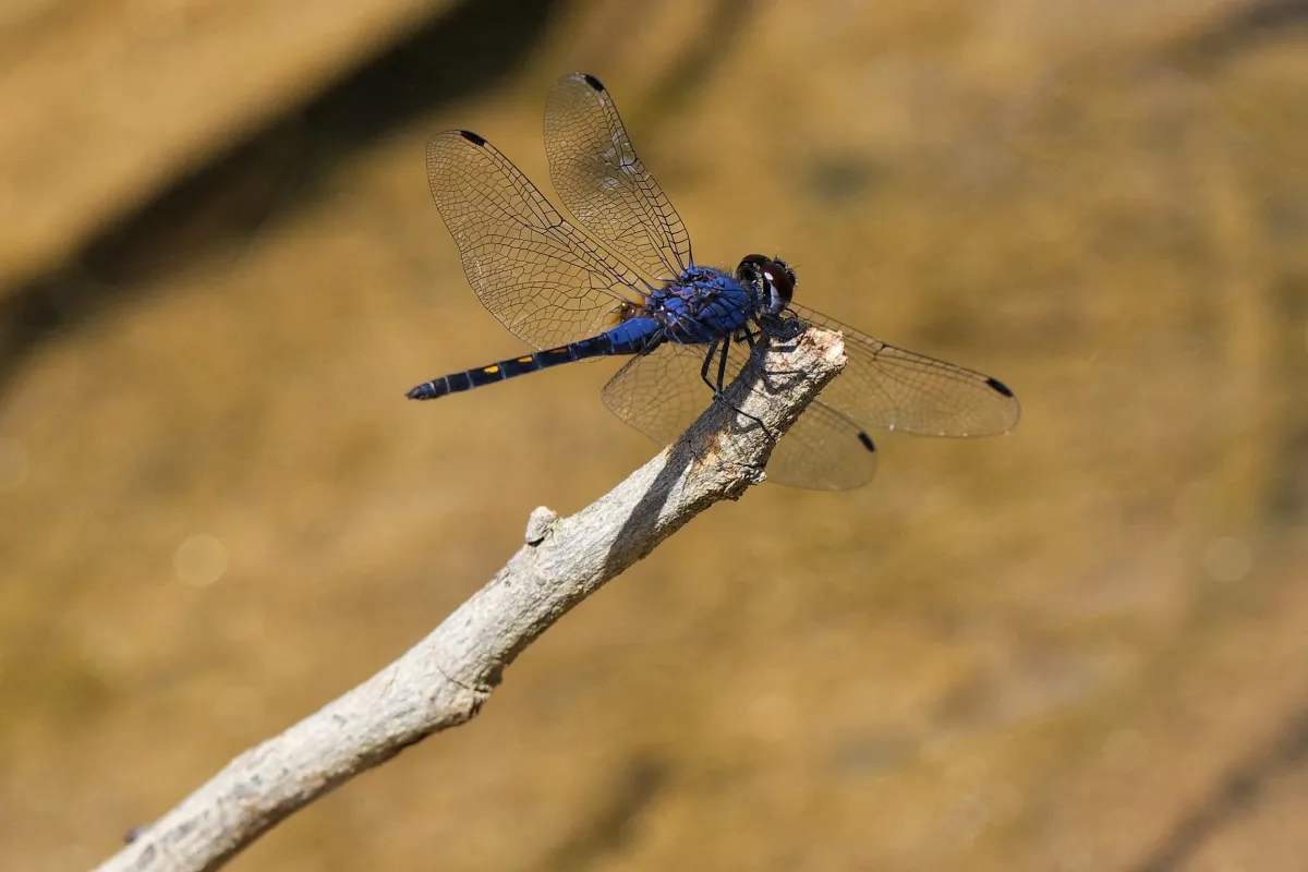 Libellule du Vietnam dans un milieu tropical — photographie d’Yvon JACQUES