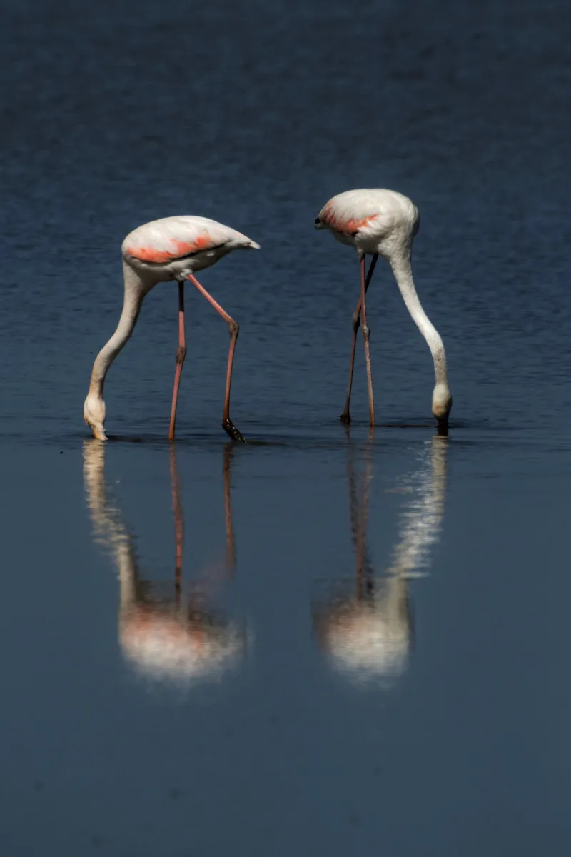 Flamant rose dans la lumière de Camargue — photographie d’Yvon JACQUES