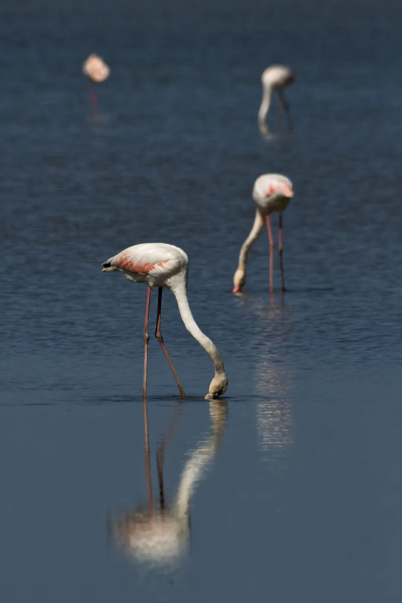 Flamant rose dans la lumière de Camargue — photographie d’Yvon JACQUES