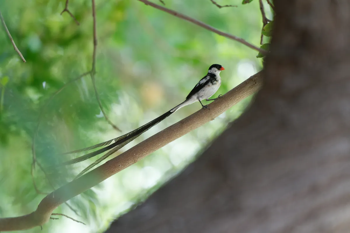 Faune, paysage ou rencontre en Afrique du Sud — photographie d’Yvon JACQUES