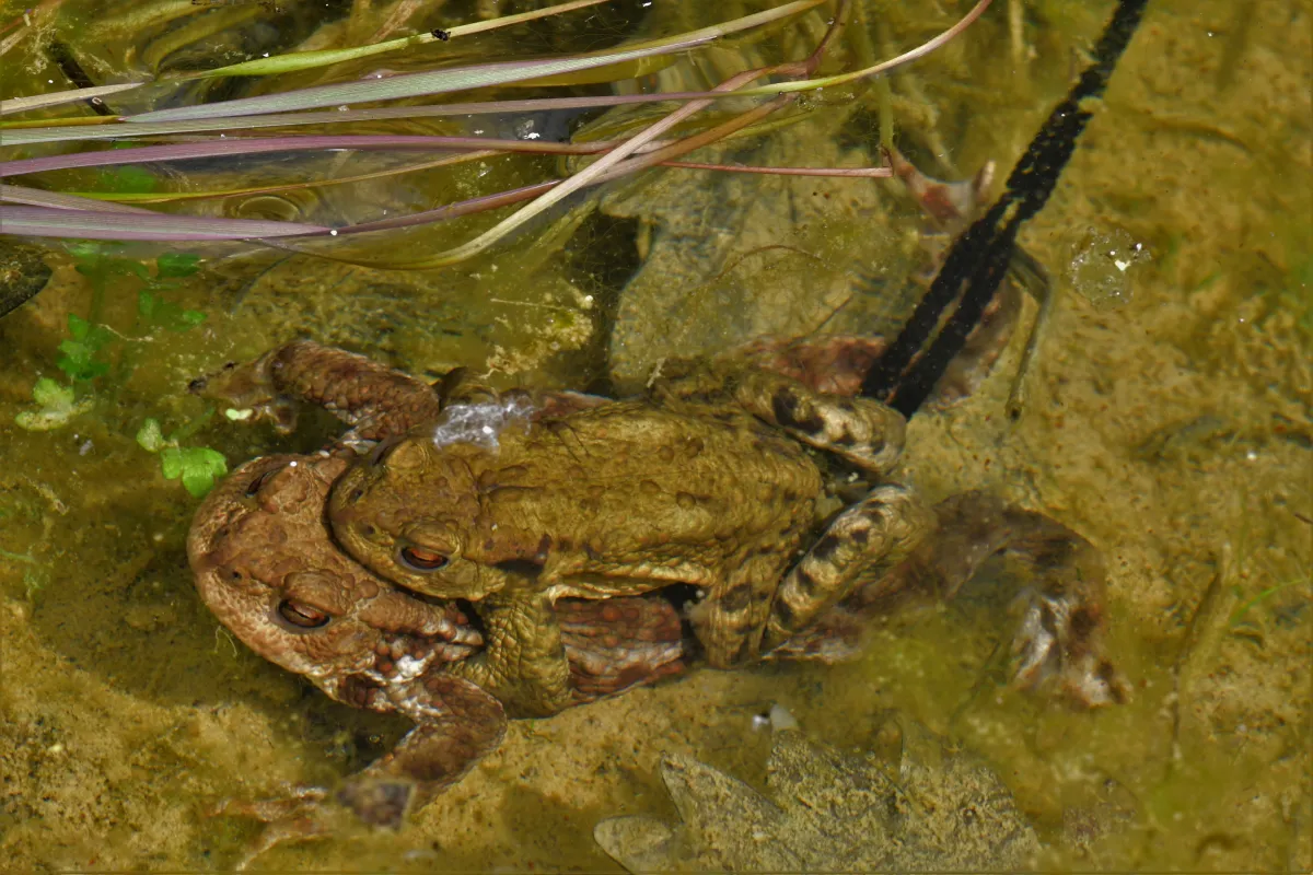 Grenouille, crapaud ou batracien à fleur d’eau — photographie d’Yvon JACQUES