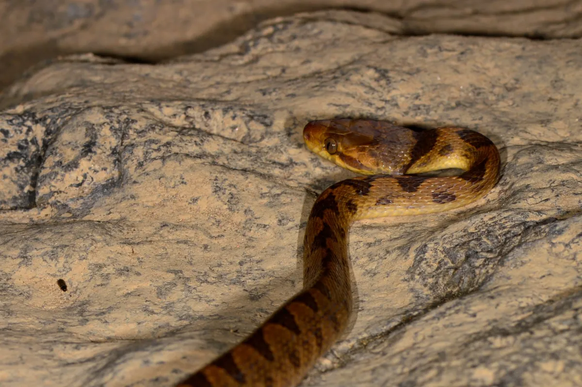 Serpent sauvage dans son milieu naturel — photographie d’Yvon JACQUES