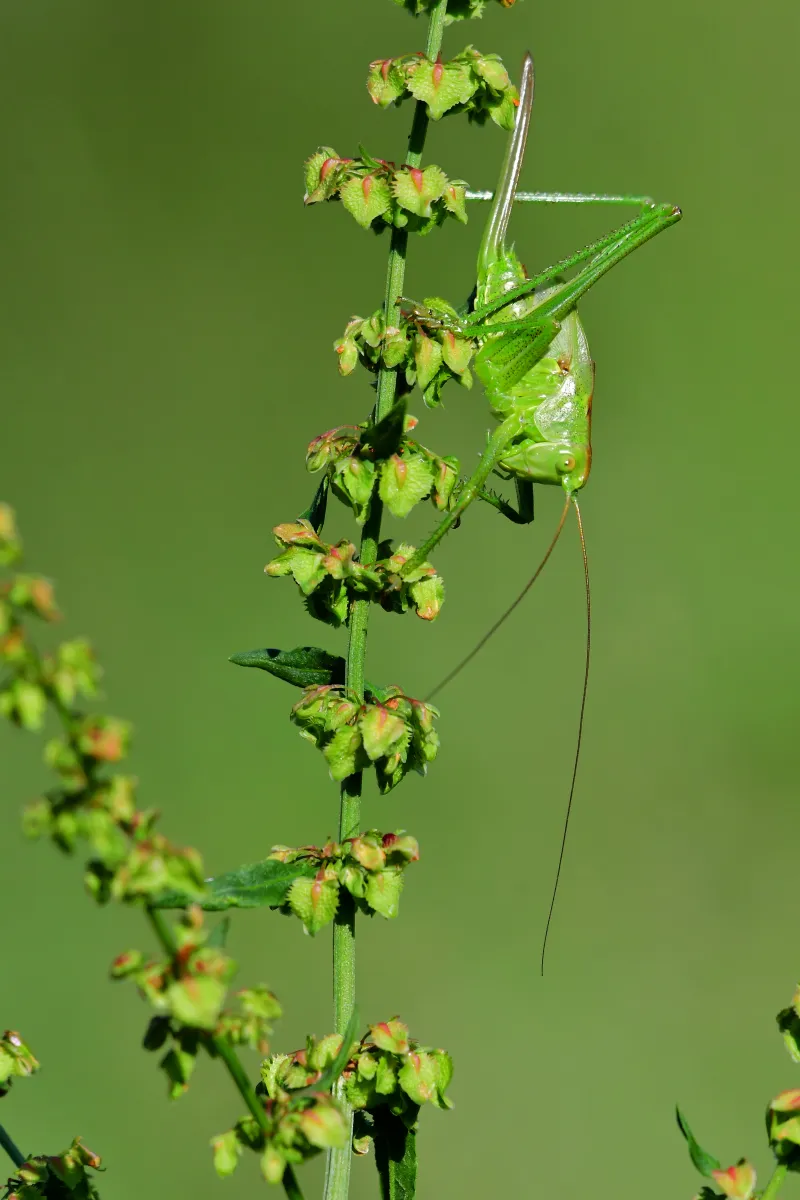 Sauterelle ou criquet dans les hautes herbes — photographie d’Yvon JACQUES
