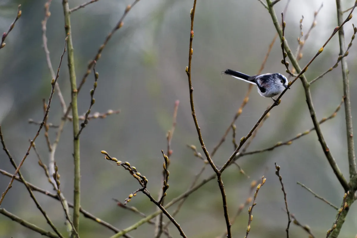 Oiseau sauvage dans son milieu naturel — photographie d’Yvon JACQUES