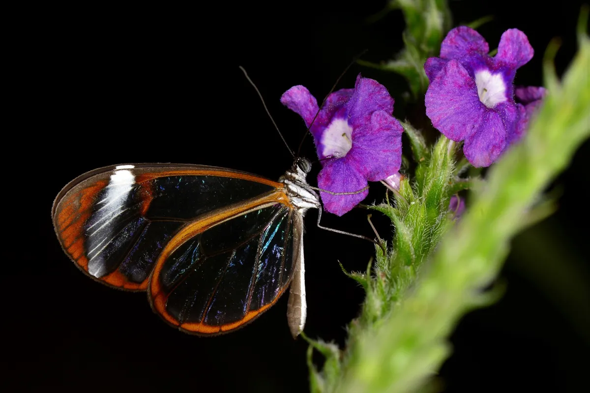 Papillon sauvage posé sur la végétation — photographie d’Yvon JACQUES