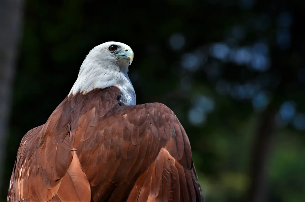 Oiseau sauvage dans son milieu naturel — photographie d’Yvon JACQUES