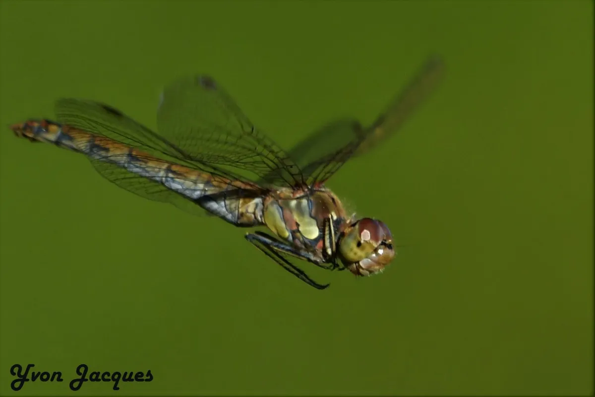 Libellule en vol, en ponte ou au repos — photographie d’Yvon JACQUES