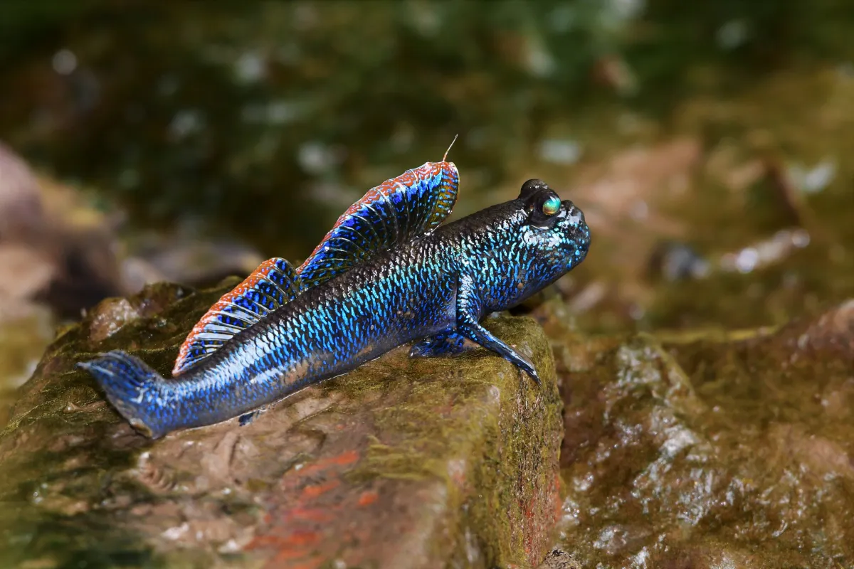 Périophtalme entre terre et eau — photographie d’Yvon JACQUES